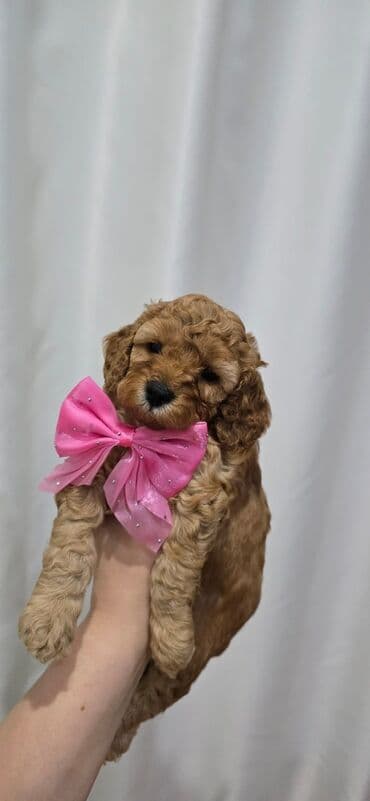 qurd basan: Pudel, 1 ay, Dişi — 4