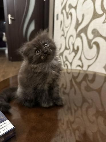 ev heyvanları: Şirin tüklü pişik balası - Rəng: tüstü-boz (gümüşü çalarlarla) — 2