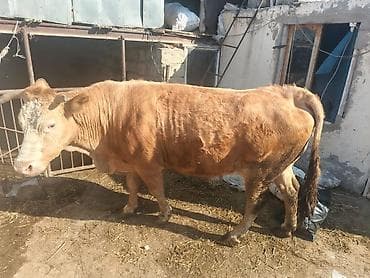 Simental tipli inək - Rəng: açıq qırmızı (sarımtıl) tüklü, alnı və