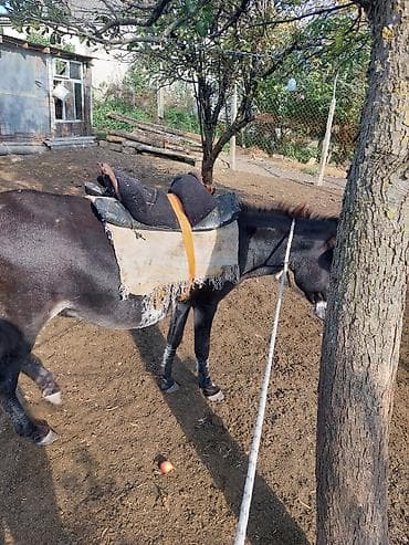 dişi atlar: Qoyunnan gəzir sürü eşşəyidi boğazdı nurandadı - Növ: Eşşək (yükləmə — 3