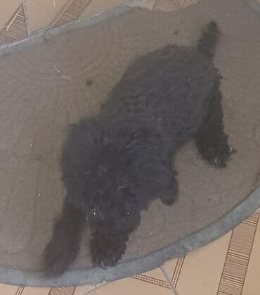 породистые собаки в добрые руки: Pudel, 4 ay, Dişi, Peyvəndli, Ünvandan götürmə — 3