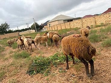 keçi balası: Dişi, il: 1, 40 kq, Damazlıq, Südlük, Ətlik, Ünvandan götürmə — 10