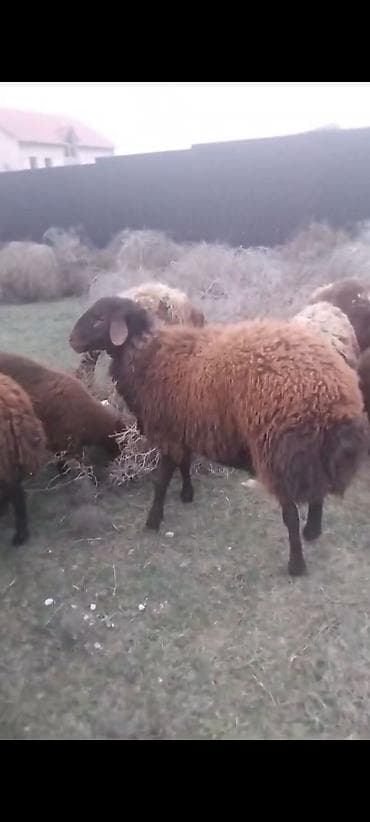 etlik cuce: Qoyun sürüsü – yerli ətlik/yunlu tip - Şəkillərdəki heyvanlar qəhvəyi — 4