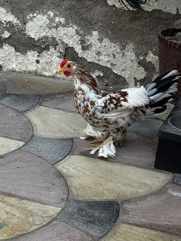 heyratı o şamo: Xoruz, Yapon, il: 1 — 5