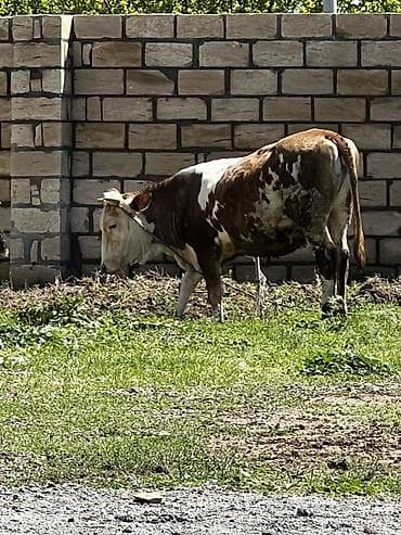 ucuz toyuq satisi: Smental satılır dişi di dogmuyub. Cavabdeehem mala — 3