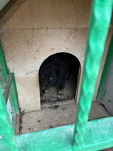 it ucun gene dermani: Çoban itiylə Alabayın qarışığıdır. 5 yaşı var. Yaxşı baxılıb — 4