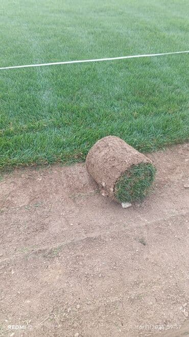 qazon suni: Rulon qazon – peşəkar şəkildə yetişdirilmiş, sıx və bərabər örtüklü — 3