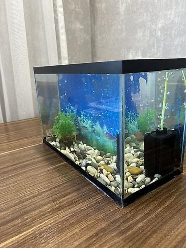 çardaq quşun yuvası: Akvaryum seti – tam yığılmış - Şüşə çərçivəli akvaryum, düzbucaqlı — 2