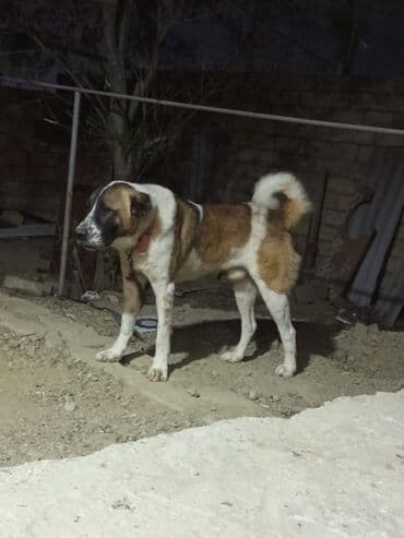 1 il, Erkek, Cütləşmə üçün