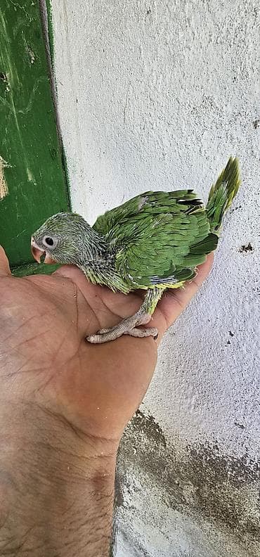 Ajireya papugay balasi satilir gimət birinə ayiti şəkildəki papugaydi