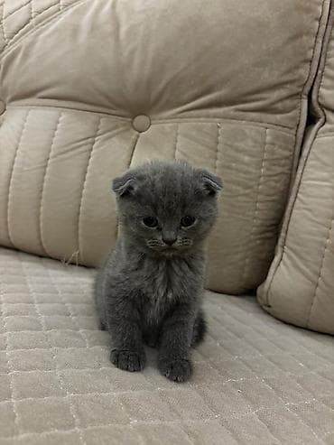 sort pişik: Boz rəngli balaca pişiklər - Cins xüsusiyyəti: Qısa tüklü, bərk — 4