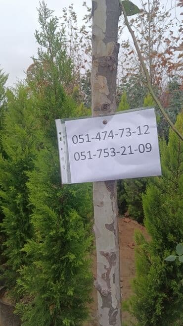 suni ot ortuyu satisi: Gubrelerin satişi ela torfdu kisesin 3manatda ededle satram çox alana — 11