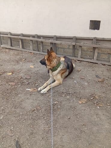 Heyvanlar üçün mallar: Alman çoban iti, 6 ay, Dişi — 2