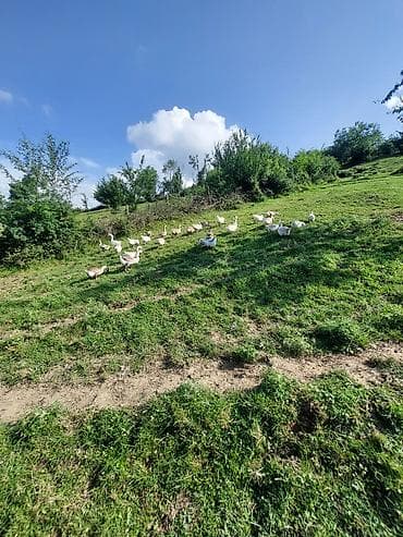 Salam qazlar satilir sağlam heyvanlardi real alicilar əlaqə saxlasin lalafo.az -da Salam qazlar satilir sağlam heyvanlardi real alicilar əlaqə saxlasin