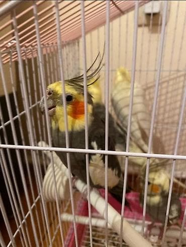 alpet zoo: Dağıstan sortu cüte hazır dişi ve erkək korellar var sağlam quşlardır — 1