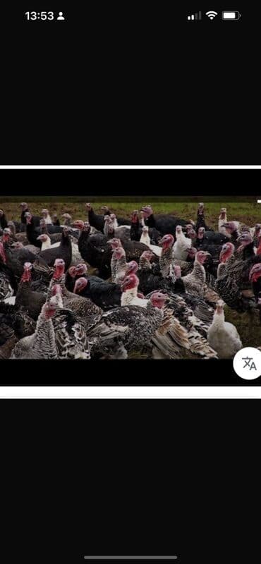 kənd colpası satışı: HUNDUŞQA SATİLİR KQ FƏRƏ 17 AZN XORUZ KQ15 AZN İSTƏYƏ BAĞLİ TƏMİZLƏNİB — 2