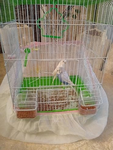 Yem qabı su qabı qədeş usdinde verilir papuqaylar ele oyrəşiydi