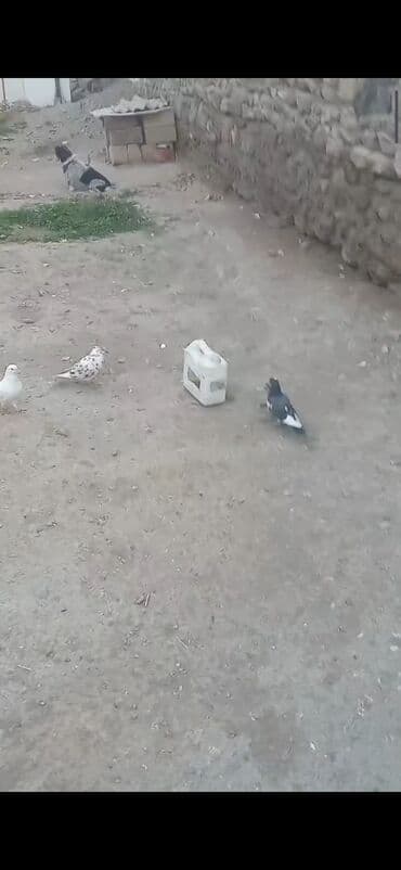 heyvanlar ucun bit dermani: Komla satılır: 9-10 ədəd göyərçin - Hamısı uçan nəsildir - Rənglər — 4