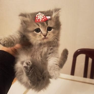 Dişi, Ödənişli çatdırılma