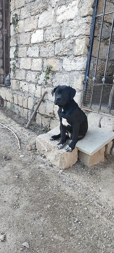 biostart dermani: Kane-Korso, 4 ay, Erkek, Peyvəndli, Ünvandan götürmə — 2