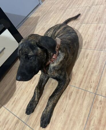 kangal iti haqqinda melumat: Brindle naxışlı, orta-böyük ölçülü it - Rəng: pələng (qəhvəyi-qarışıq — 2