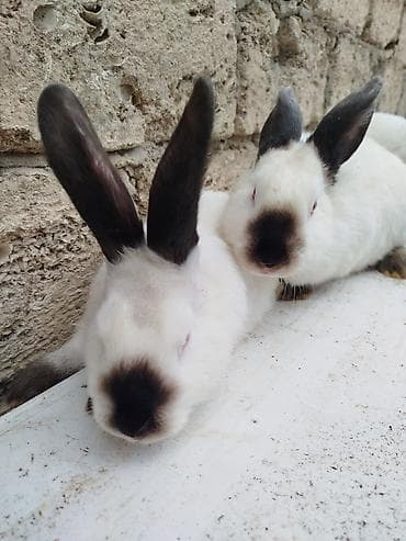 Dovşanlar: Kalfor dovwanlar damazlig 🇦🇿 isdeyen olsa whatcapa yazsin — 8