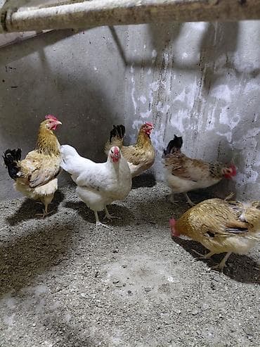 anadolu çoban iti: Toyuqlar satilir 13 eded toyuq,1 eded xoruz Saglam,cavan,yumurtluyan — 2