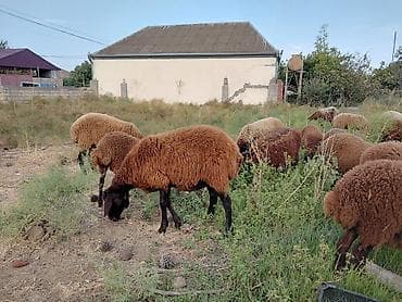 at satiwi: Dişi, Qala, il: 1, 50 kq, Damazlıq — 5