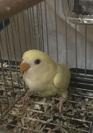 Quşlar: Salam 45 günlük baladı.Tam sağlam və aktiv quşdu. Real alıcıya enditim — 1