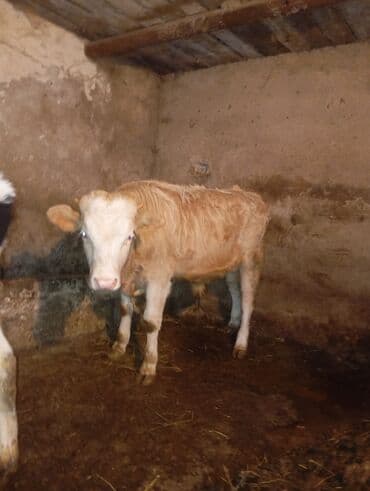 Сельхоз птицы: Erkek dana satılır unvan bine — 6