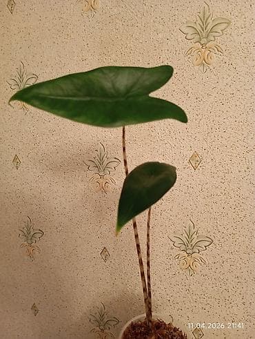 duru yaglar: Alokaziya Zebrina - İşıq: Parlaq, dolayı işıqda ən yaxşı inkişaf edir — 1