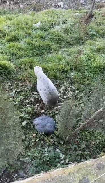 hinduska qiymeti: Dişi, Kanada, Yumurtalıq, Ödənişli çatdırılma — 4