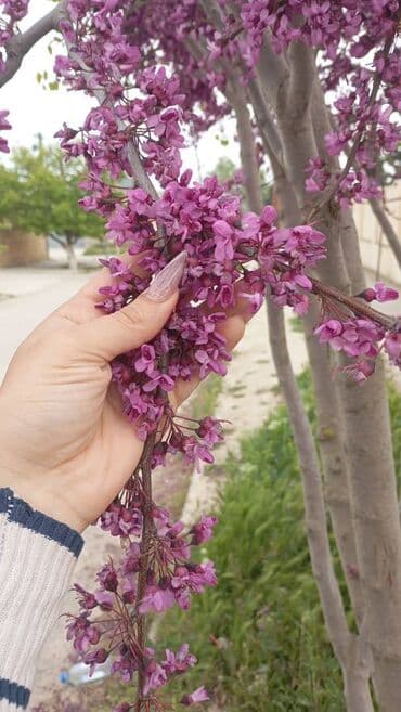 iş daye: Salam her vaxdınız xeyir dayelik edirem evimde saat. Fergi yoxdu — 1