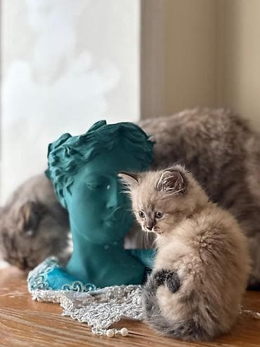 ucuz pişik: Şotland, Dişi, Yaxşı əllərə, Pulsuz çatdırılma — 4