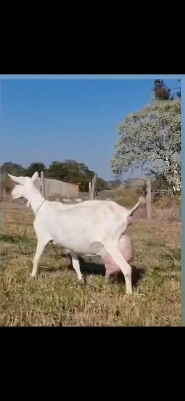 cins ineklerin satisi: Keçi ekiz balali di iki balası var ikinci qarına dogub — 3