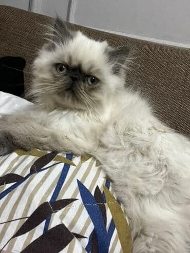 pişiy balası: Fars, Yaxşı əllərə — 1