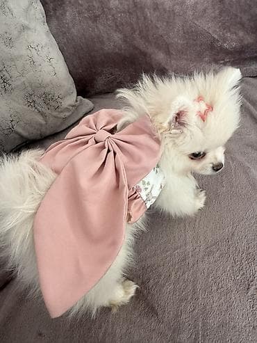 померанский шпиц цена в баку: Шпиц, 4 месяца, Самка, С прививками — 1