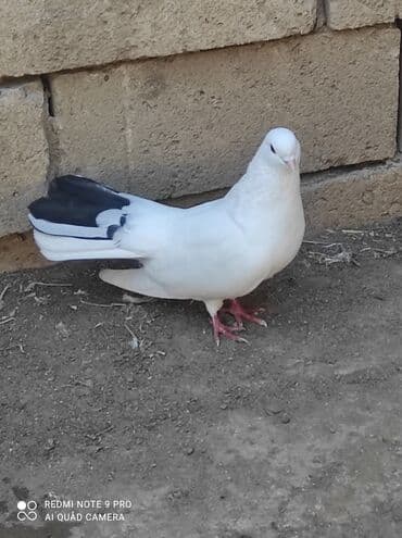 Quşlar tam sağlamdır . qiymət Birinə aiddir