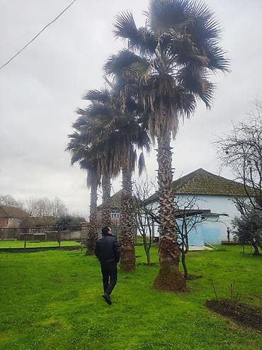 zeytun agaclari: Palma wasinqton istənilən fəslində əkilir zəmanət verilir dərmanlanir — 6