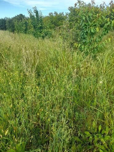 şərifzadə kucəsində satılan evlər: Kənd təsərrüfatı — 5