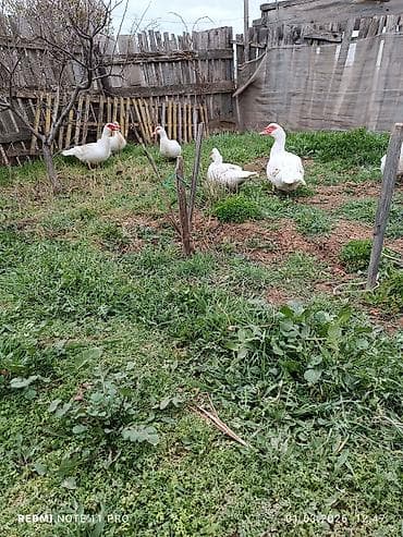 ördək növləri: Dişi, | Lal ördək, Damazlıq, Ünvandan götürmə, Ödənişli çatdırılma — 2