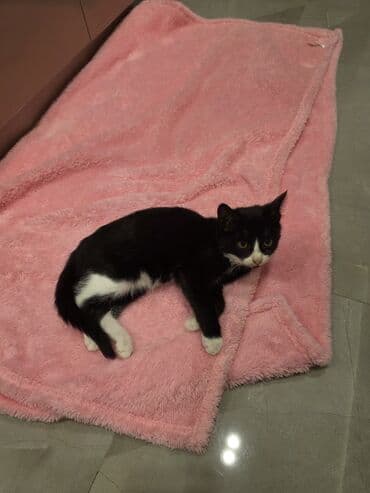 rəngli balıqlar: Erkək, Yaxşı əllərə, Ünvandan götürmə — 6