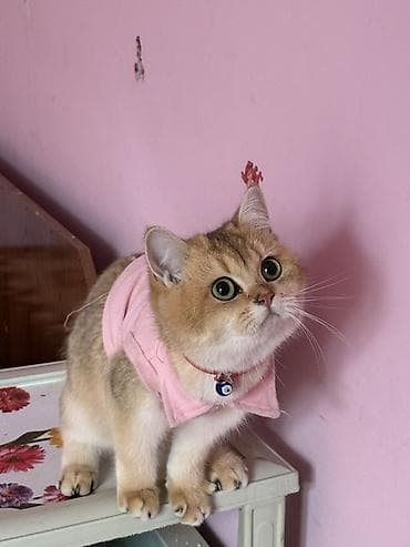 Britan, Dişi, Ödənişli çatdırılma — 3