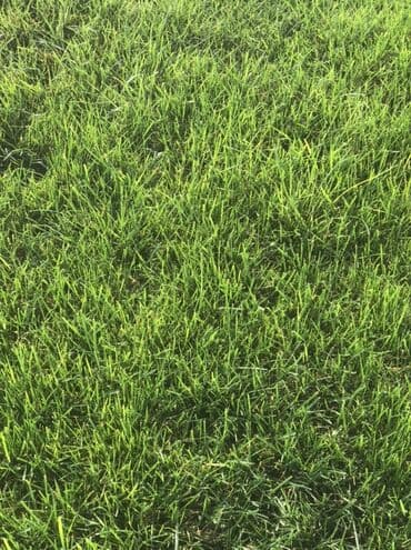 suni qazon qiyməti: Rulonilyan (çəmən örtüyü) – intensiv suvarma sistemi ilə becərilmiş — 2