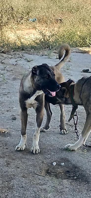 qara afçarka: Kanqal, 5 ay, Erkək, Peyvəndli, Rayonlara çatdırılma — 6