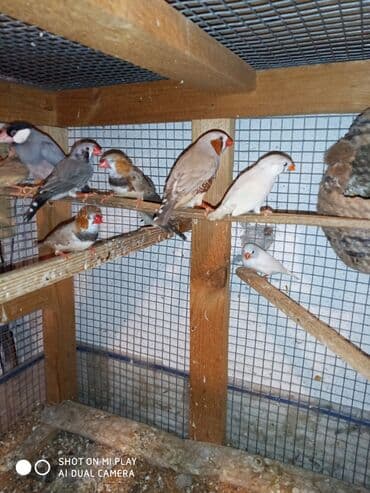 ördək ətinin qiyməti: Amadinlər Satış zebravıy sadə amadinlər benqal amadini risovka risoviy — 1