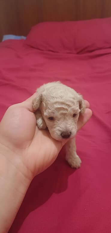 где купить собаку в баку: Пудель, Самка, С прививками, Платная доставка — 2