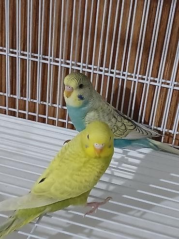 it qovan aparat: Papuqay tutu quwu satiram cutdu yumurtalamaga hazirlawirlar. spenqil — 4