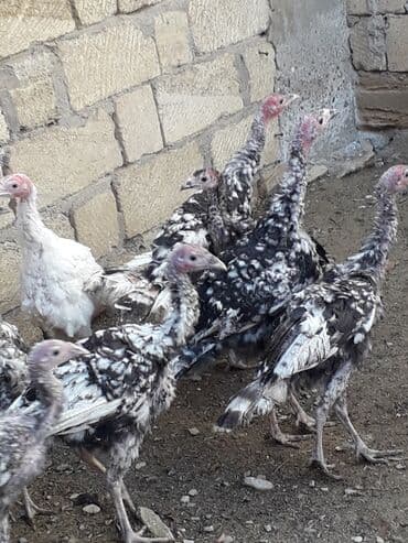 hindüşka: Erkək, Amerika, Kanada, Damazlıq, Ünvandan götürmə — 3