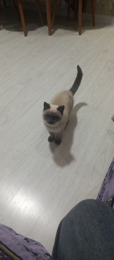 pişik ucun qab: Siam — 2